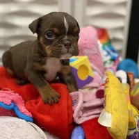 💋Smooches💋 - Cleft Palate, a male English Bulldog for sale in Spencerport, NY – Photo 5 of 10