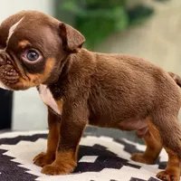 💋Smooches💋 - Cleft Palate, a male English Bulldog for sale in Spencerport, NY – Photo 9 of 10