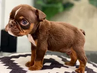 💋Smooches💋 - Cleft Palate, a male English Bulldog for sale in Spencerport, NY – Photo 10 of 10