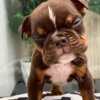 💋Smooches💋 - Cleft Palate, a male English Bulldog for sale in Spencerport, NY – Photo 8 of 10