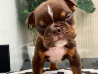 💋Smooches💋 - Cleft Palate, a male English Bulldog for sale in Spencerport, NY – Photo 9 of 10