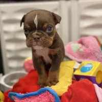 💋Smooches💋 - Cleft Palate, a male English Bulldog for sale in Spencerport, NY – Photo 4 of 10