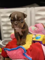 💋Smooches💋 - Cleft Palate, a male English Bulldog for sale in Spencerport, NY – Photo 4 of 10