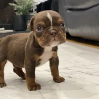 💋Smooches💋 - Cleft Palate, a male English Bulldog for sale in Spencerport, NY – Photo 3 of 10