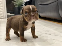💋Smooches💋 - Cleft Palate, a male English Bulldog for sale in Spencerport, NY – Photo 2 of 10