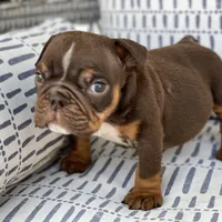 💋Smooches💋 - Cleft Palate, a male English Bulldog for sale in Spencerport, NY – Photo 10 of 10