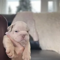 Esmeralda, a female English Bulldog for sale in Spencerport, NY – Photo 10 of 10