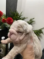 processed/c74264fc-c9f7-4364-91b8-973d83f860a7/listing/de17a2de-cd9a-47c7-a67f-7c6bbe2769f4/52c96b81-476f-46d3-97de-72343ddf6688