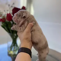 Esmeralda, a female English Bulldog for sale in Spencerport, NY – Photo 7 of 10