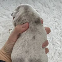 Esmeralda, a female English Bulldog for sale in Spencerport, NY – Photo 5 of 10