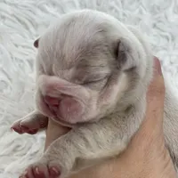 Esmeralda, a female English Bulldog for sale in Spencerport, NY – Photo 6 of 10