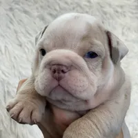 Esmeralda, a female English Bulldog for sale in Spencerport, NY – Photo 1 of 10