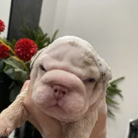 Esmeralda, a female English Bulldog for sale in Spencerport, NY – Photo 2 of 10