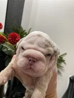 processed/c74264fc-c9f7-4364-91b8-973d83f860a7/listing/de17a2de-cd9a-47c7-a67f-7c6bbe2769f4/c27021a5-5eb6-42ed-ae91-574b96a7c046