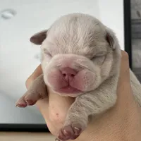 Esmeralda, a female English Bulldog for sale in Spencerport, NY – Photo 3 of 10