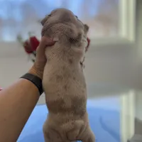 Esmeralda, a female English Bulldog for sale in Spencerport, NY – Photo 8 of 10