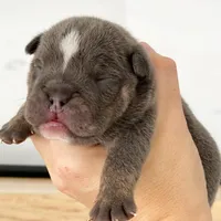 Elliot, a male English Bulldog for sale in Spencerport, NY – Photo 7 of 10