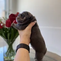 Elliot, a male English Bulldog for sale in Spencerport, NY – Photo 10 of 10