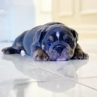 Elliot, a male English Bulldog for sale in Spencerport, NY – Photo 3 of 10