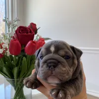 Elliot, a male English Bulldog for sale in Spencerport, NY – Photo 6 of 10