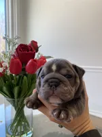 processed/c74264fc-c9f7-4364-91b8-973d83f860a7/listing/de1a58e5-1266-4027-ae41-f893037aea09/5c90e0eb-9285-4cdb-af8a-f7c9ae37cda3