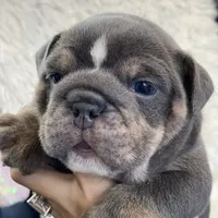 Elliot, a male English Bulldog for sale in Spencerport, NY – Photo 4 of 10