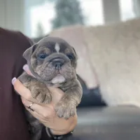 Elliot, a male English Bulldog for sale in Spencerport, NY – Photo 2 of 10