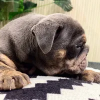 Elliot, a male English Bulldog for sale in Spencerport, NY – Photo 5 of 10