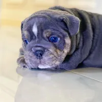 Elliot, a male English Bulldog for sale in Spencerport, NY – Photo 8 of 10