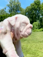 Dallas, a male English Bulldog for sale in Spencerport, NY – 8 of 10