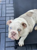 Dallas, a male English Bulldog for sale in Spencerport, NY – 10 of 10