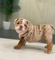 Ernest, a male English Bulldog for sale in Spencerport, NY – 6 of 6