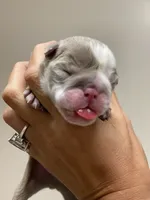Squishy Paws, a male English Bulldog for sale in Spencerport, NY – 1 of 3