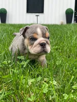 Nicky, a male English Bulldog for sale in Spencerport, NY – 2 of 3