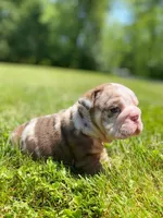 David, a male English Bulldog for sale in Spencerport, NY – 7 of 10