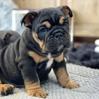 Love, a male English Bulldog for sale in Spencerport, NY – Photo 4 of 10