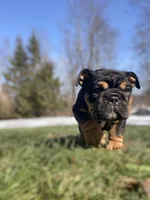 Love, a male English Bulldog for sale in Spencerport, NY – Photo 2 of 10