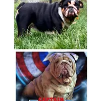 Love, a male English Bulldog for sale in Spencerport, NY – Photo 5 of 10