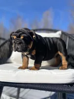 Love, a male English Bulldog for sale in Spencerport, NY – Photo 10 of 10