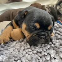 Love, a male English Bulldog for sale in Spencerport, NY – Photo 3 of 10