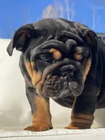 Love, a male English Bulldog for sale in Spencerport, NY – Photo 1 of 10