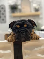 Love, a male English Bulldog for sale in Spencerport, NY – Photo 9 of 10