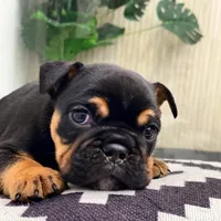 Love, a male English Bulldog for sale in Spencerport, NY – Photo 6 of 10