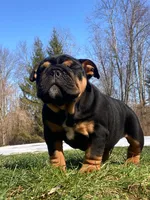 Love, a male English Bulldog for sale in Spencerport, NY – Photo 8 of 10