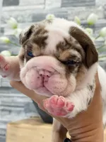 Della, a female English Bulldog for sale in Spencerport, NY – 1 of 3