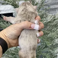 Elio - Cleft Palate, a male English Bulldog for sale in Spencerport, NY – Photo 5 of 10