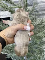 Elio - Cleft Palate, a male English Bulldog for sale in Spencerport, NY – Photo 5 of 9