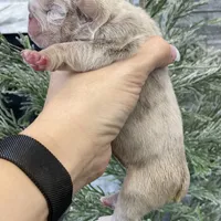 Elio - Cleft Palate, a male English Bulldog for sale in Spencerport, NY – Photo 4 of 10