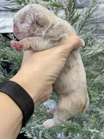 Elio - Cleft Palate, a male English Bulldog for sale in Spencerport, NY – Photo 4 of 9