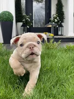 Elio - Cleft Palate, a male English Bulldog for sale in Spencerport, NY – 9 of 10